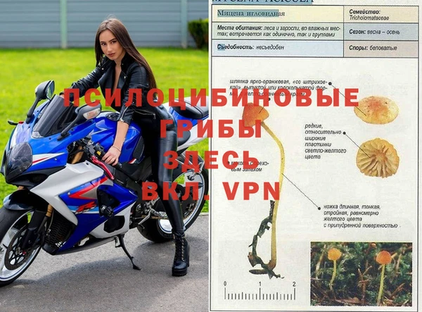 дмт Богданович